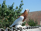 SAM_2559