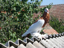 SAM_2561