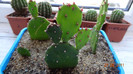 Opuntia 1