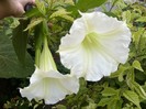 brugmansia alba