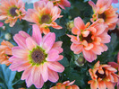 Chrysanth Picomini Orange (2011, Aug.20)