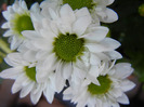 Chrysanth Picomini White (2011, Aug.20)