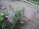 Lavanda ,2011