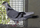 P8140091
