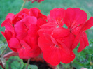 Geranium Upright Red (2011, Aug.18)