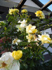 Rose Golden Showers (2011, August 20)