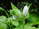 Hosta_Plantain Lily (2011, August 18)