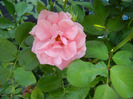 Rose Pleasure (2011, August 20)