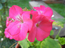 Orbit geranium Violet, 20aug2011