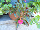 DSCN0963