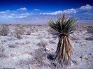 DeathValleyCactusLanscape1024