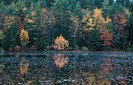 NHFoliageReflection3