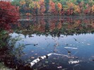 NHFoliageReflectionBirch1024