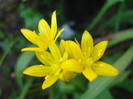 Allium moly (2010, June 04)