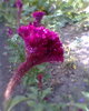 Fotogr.0356