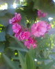 Fotogr.0366