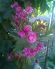 Fotogr.0367