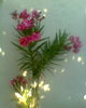 Fotogr.0368