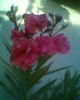 Fotogr.0369