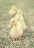 tumblr_l353byIIEC1qzeh8no1_400