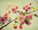 tumblr_l0997ht9341qzeh8no1_500