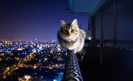 tumblr_lb8r94LJlU1qzeh8no1_500
