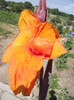 canna portocalie