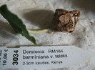 Dorstenia barminiana v. telekii