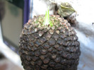 Euphorbia bupleurifolia
