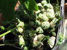 Euphorbia globossa