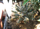 Euphorbia astrophora