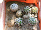 Mammillaria hermandezi si Mammillaria sanchez-mejoradae