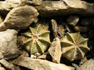 aztekium hintoni