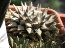 ariocarpus retusus