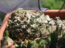 ariocarpus fissuratus
