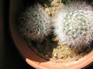 MAMMILLARIA scheinvariana