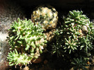 MAMMILLARIA painteri (plante parlite de soare)