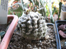 Copiapoa hypogaea