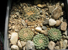 strombocactus disciformis si ARIOCARPUS kotschoubeyanus