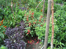 Busuioc grena aug.2011