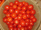 Alt soi de rosii cherry,aug.2011