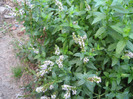 Menta inflorita ,aug.2011