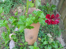 muscata curgatoare