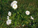 polyantha