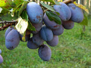 prune produtie 2011
