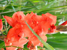 gladiola