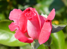 081