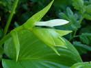 crin hosta de la Elipopa