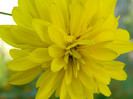 rudbeckia
