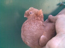 Image081